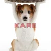 KARE Design Beistelltisch Animal Mr Jack O33Cm- Tische