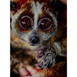 KARE Design Bild Glas Slow Loris 80X120- Bilder