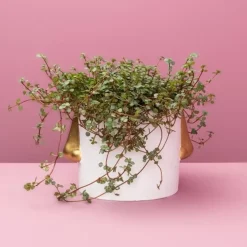 KARE Design Ubertopf Nase Weiss/Gold- Sonstiges & Zubehör Accessoires